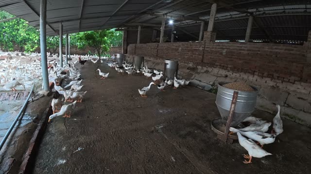 Ducks Gathered By Feeding Shed
