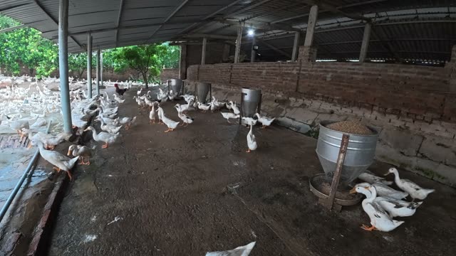 Rooster Among Duck Flock