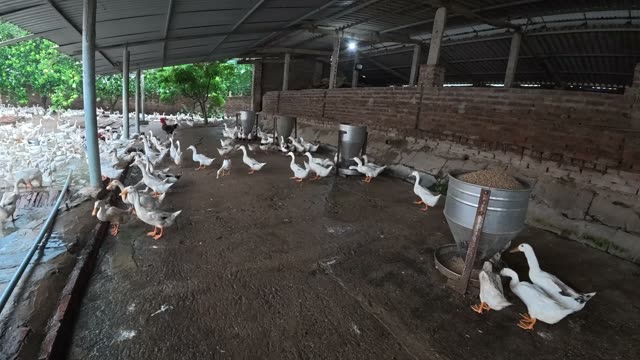 Duck Flock Walking In Farmyard