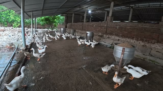 Ducks Gathered By Feeding Shed