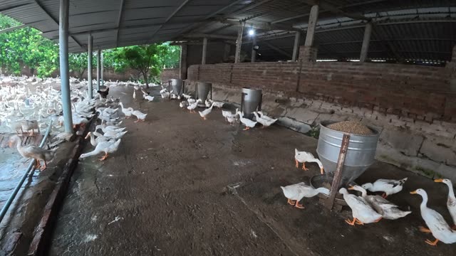 Duck Flock Walking In Farmyard