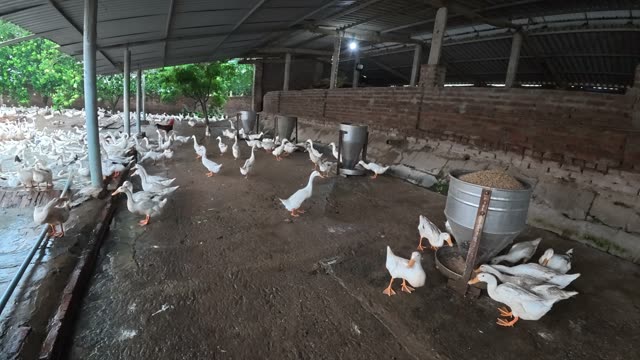Ducks Gathered By Feeding Shed