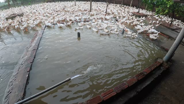 Rooster Among Duck Flock