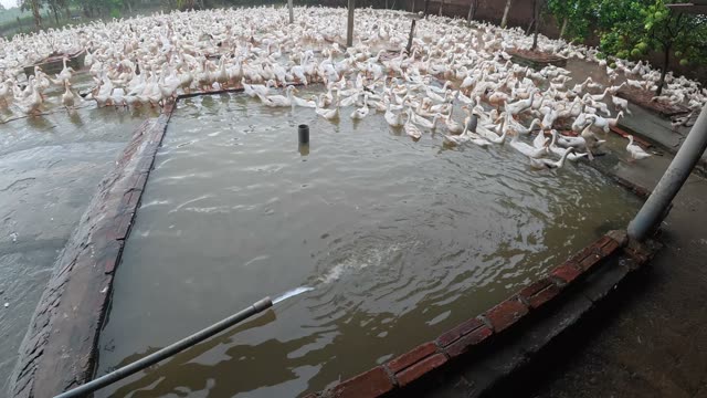 Ducks Gathered By Feeding Shed