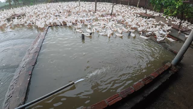 Rooster Among Duck Flock