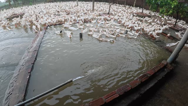 Duck Flock Walking In Farmyard