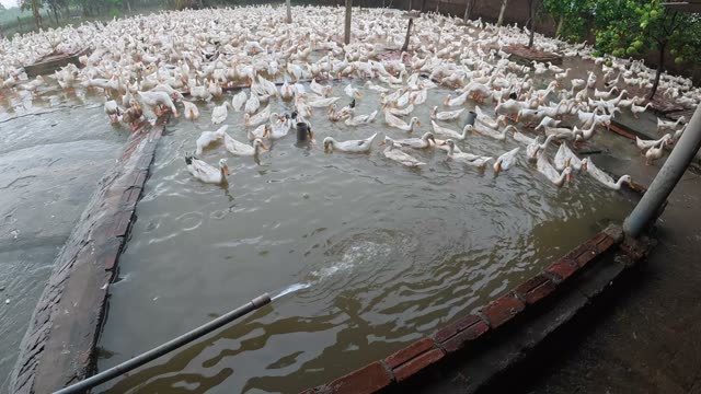 Ducks Gathered By Feeding Shed