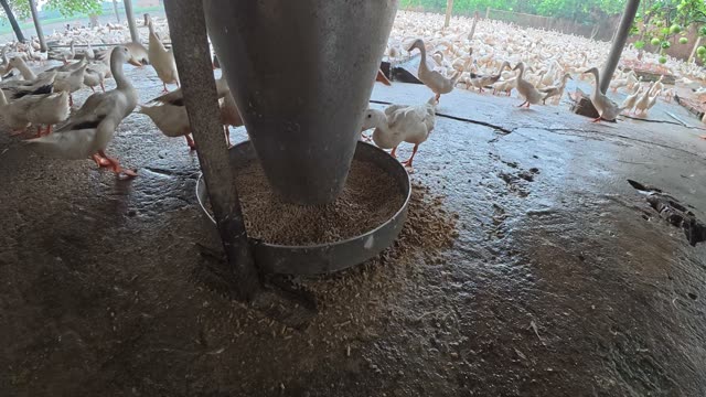 Rooster Among Duck Flock