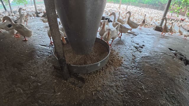 Ducks Gathered By Feeding Shed