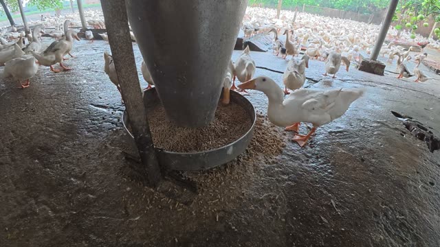 Rooster Among Duck Flock