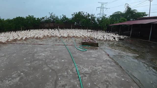 Ducks Gathered By Feeding Shed