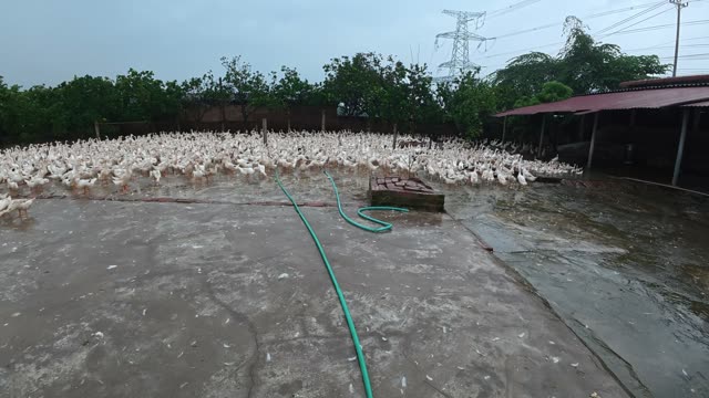 Rooster Among Duck Flock