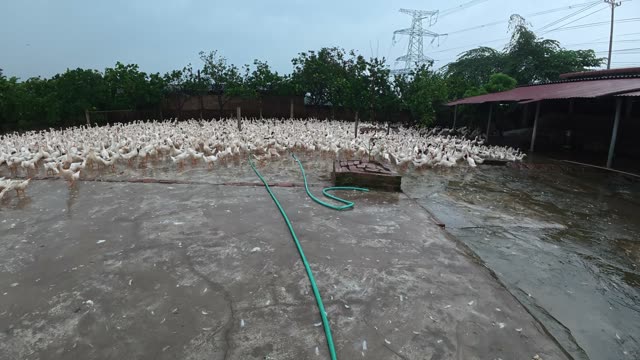 Duck Flock Walking In Farmyard