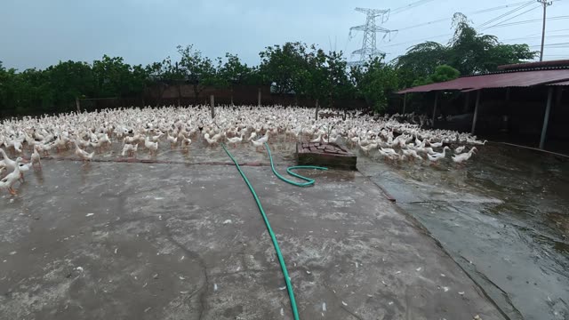 Ducks Gathered By Feeding Shed