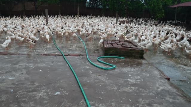 Rooster Among Duck Flock