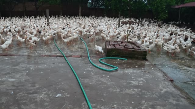 Duck Flock Walking In Farmyard