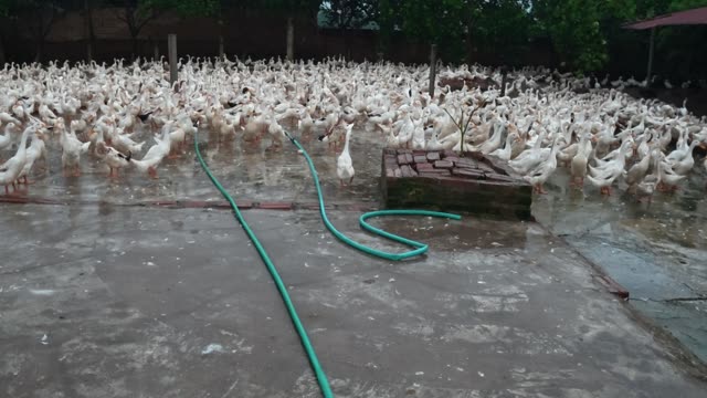 Ducks Gathered By Feeding Shed