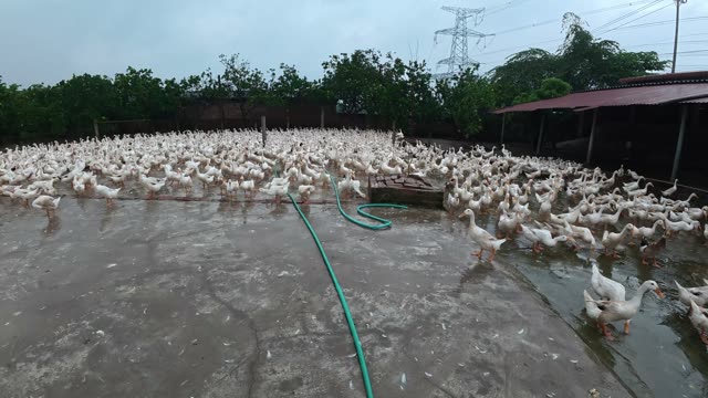Rooster Among Duck Flock