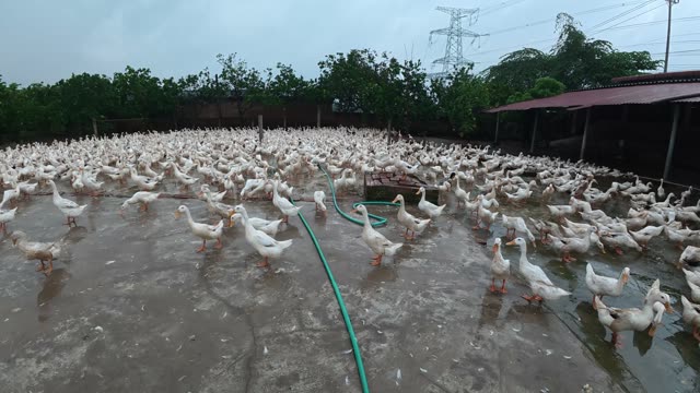 Ducks Gathered By Feeding Shed
