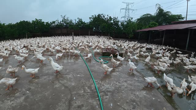 Rooster Among Duck Flock