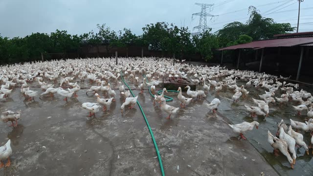 Rooster Among Duck Flock