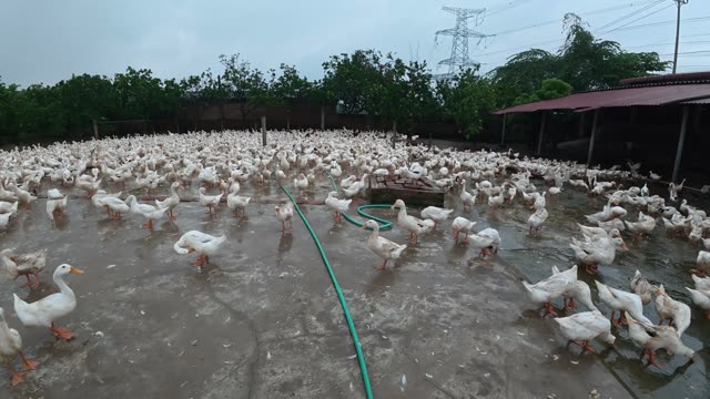 Ducks Gathered By Feeding Shed