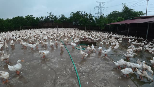 Rooster Among Duck Flock