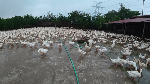 Duck Flock Walking In Farmyard