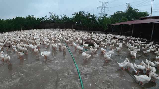 Ducks Gathered By Feeding Shed