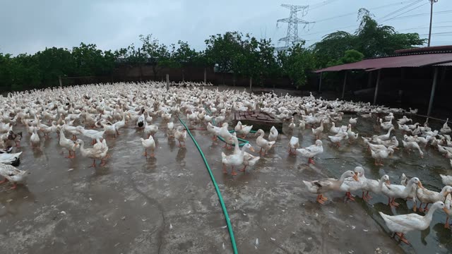 Rooster Among Duck Flock