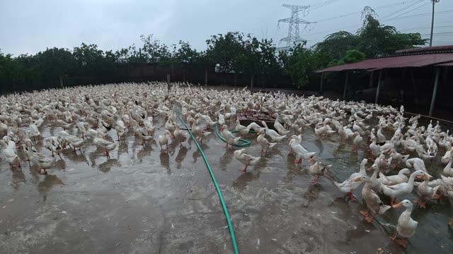 Duck Flock Walking In Farmyard