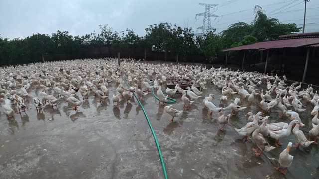 Ducks Gathered By Feeding Shed