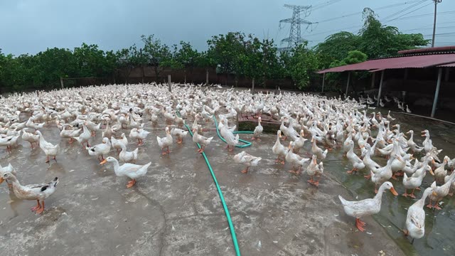 Rooster Among Duck Flock