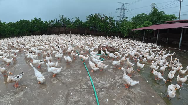 Duck Flock Walking In Farmyard
