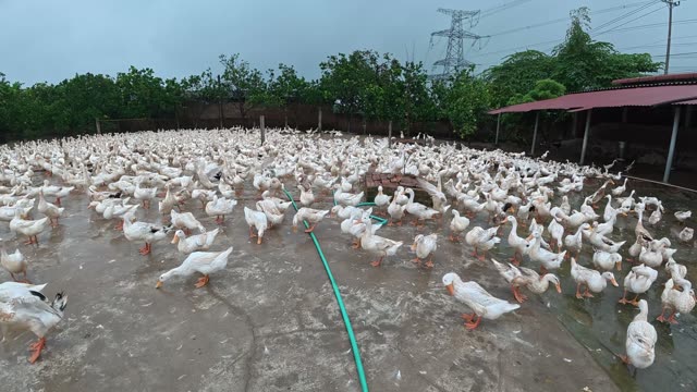 Ducks Gathered By Feeding Shed