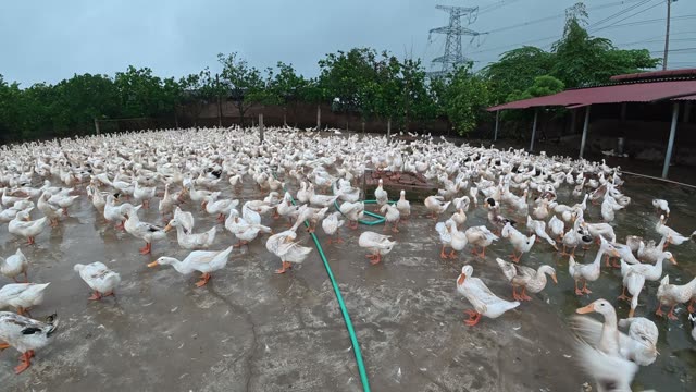 Ducks Gathered By Feeding Shed