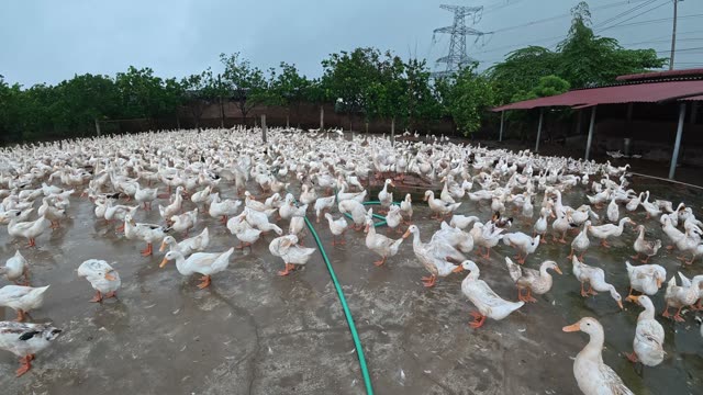 Rooster Among Duck Flock