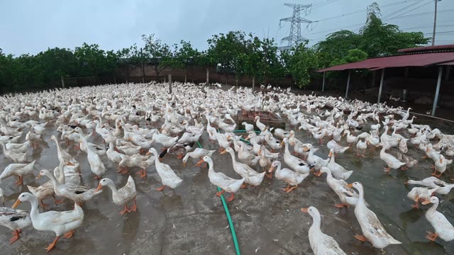 Rooster Among Duck Flock