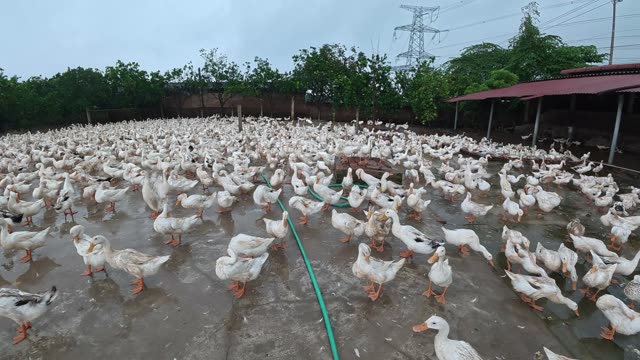 Ducks Gathered By Feeding Shed