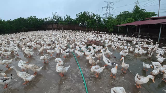 Rooster Among Duck Flock