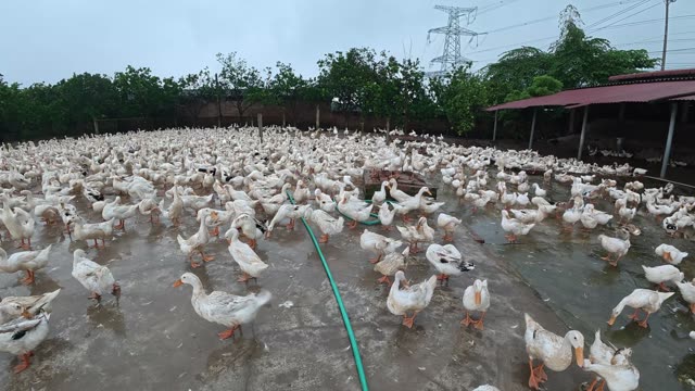 Rooster Among Duck Flock
