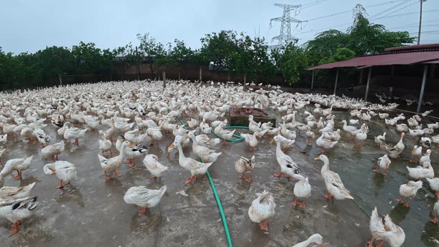 Ducks Gathered By Feeding Shed