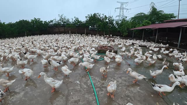 Rooster Among Duck Flock