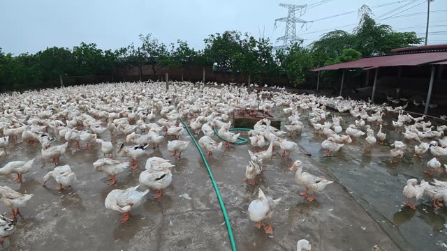 Rooster Among Duck Flock