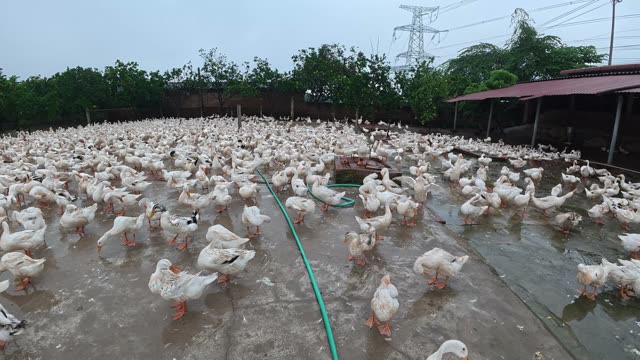 Ducks Gathered By Feeding Shed