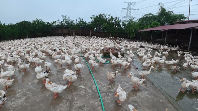 Rooster Among Duck Flock