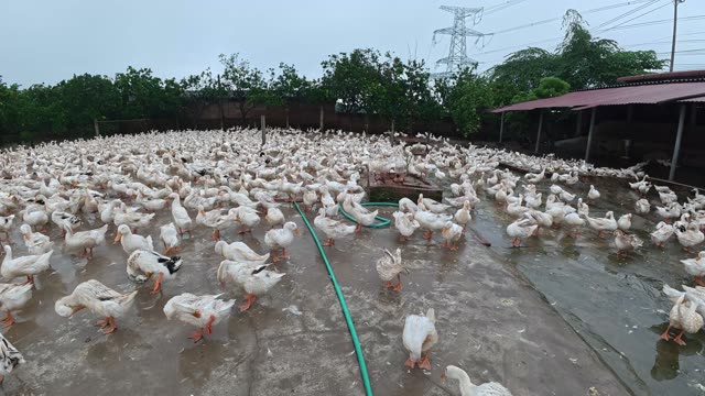 Ducks Gathered By Feeding Shed