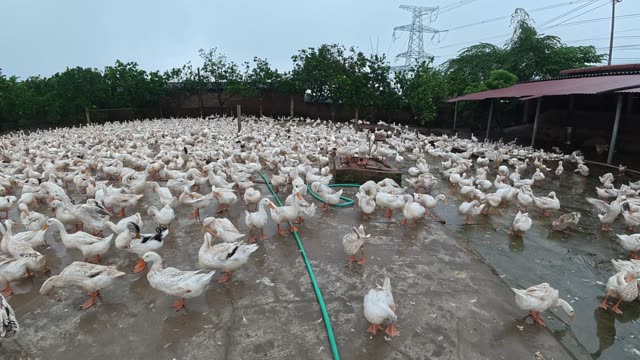 Rooster Among Duck Flock