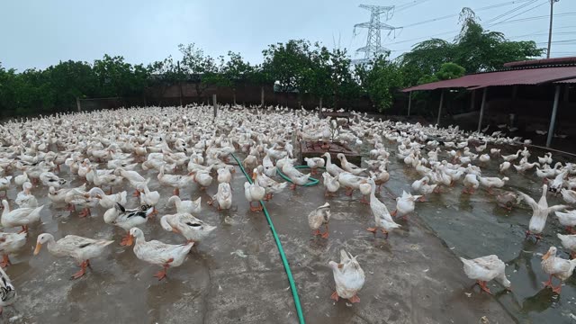 Rooster Among Duck Flock