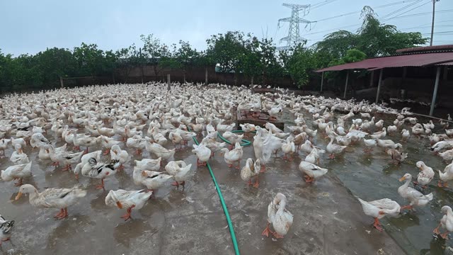 Rooster Among Duck Flock